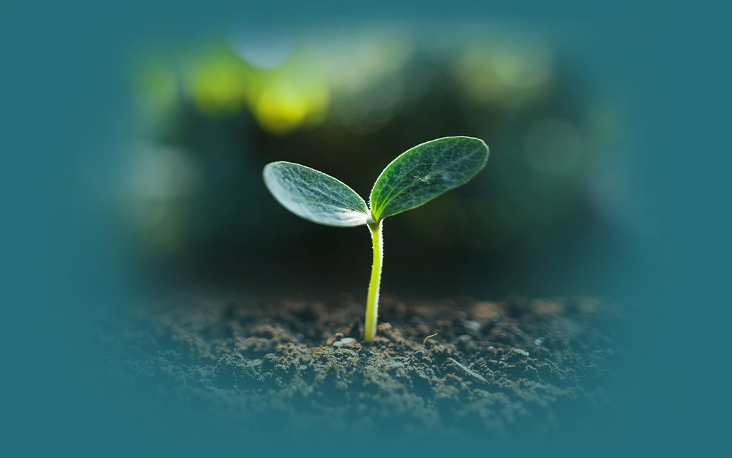 Junger Pflanzenspross