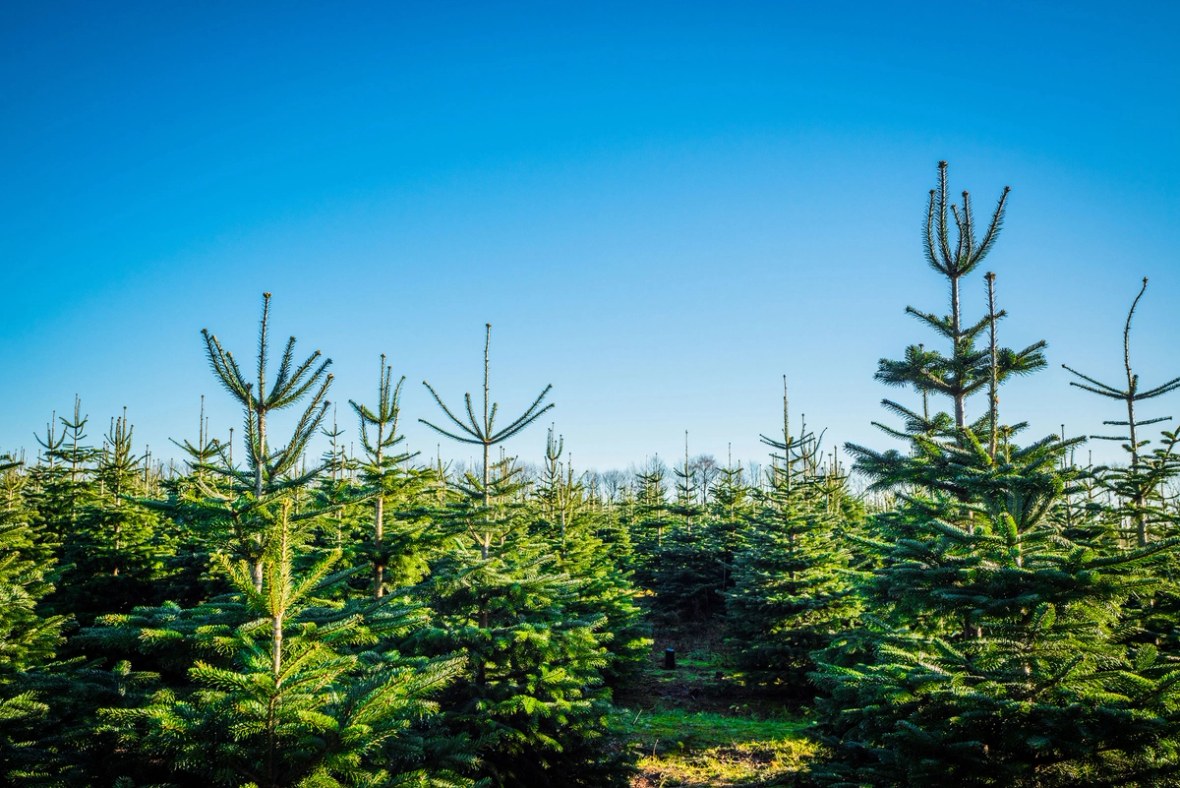 Klassische Weihnachtsbaumplantage