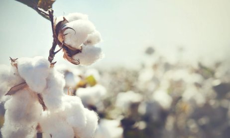 HANS NATUR pur - Produkte in größter Naturbelassenheit