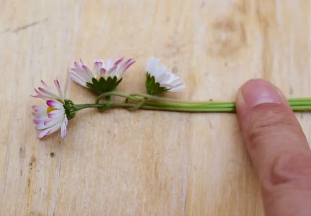 Blumenkranz aus Gänseblümchen flechten