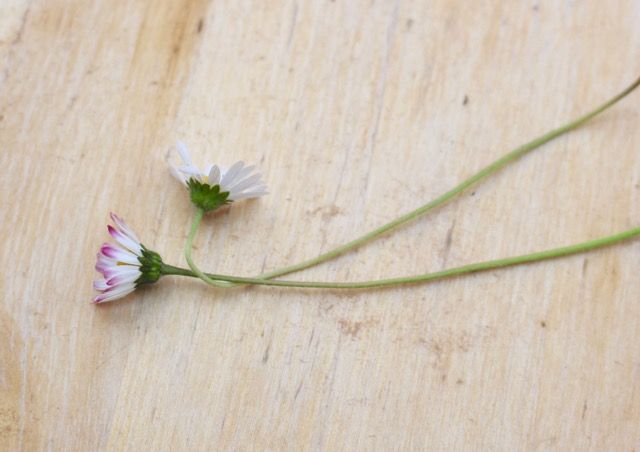 Mit Gänseblümchen Haarkranz flechten