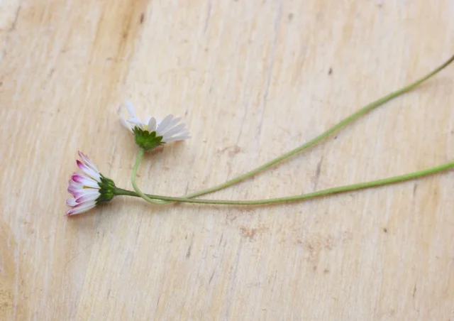 Mit Gänseblümchen Haarkranz flechten