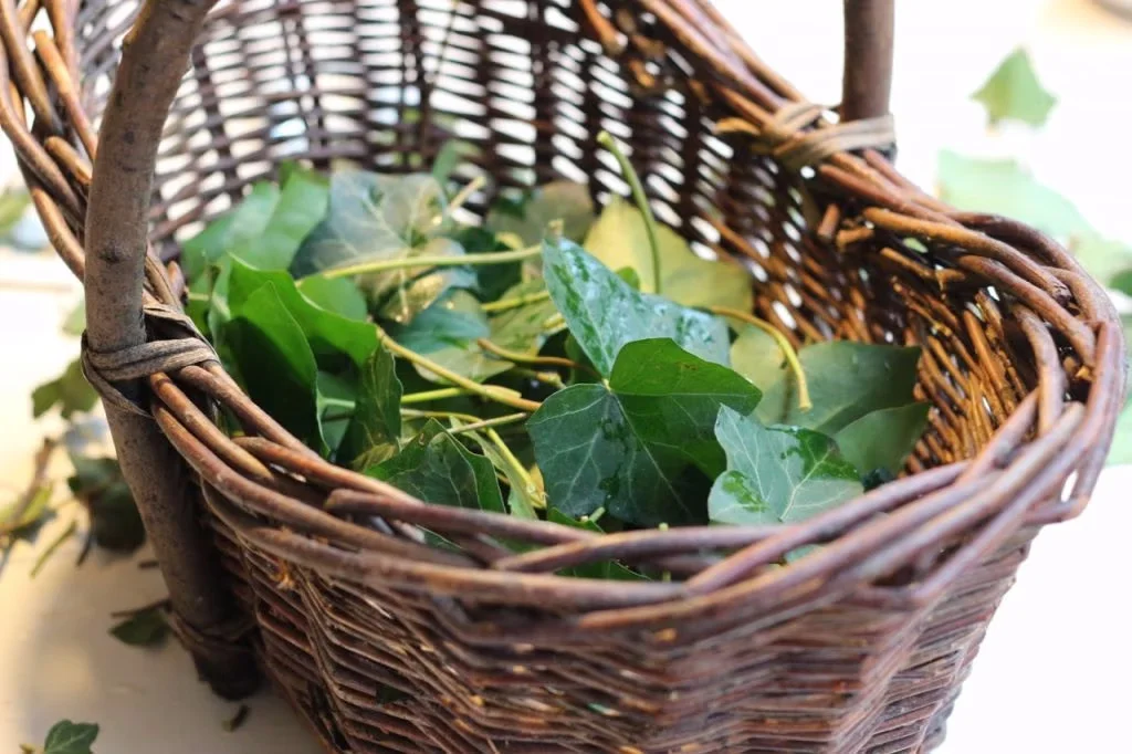Efeu in einem Korb