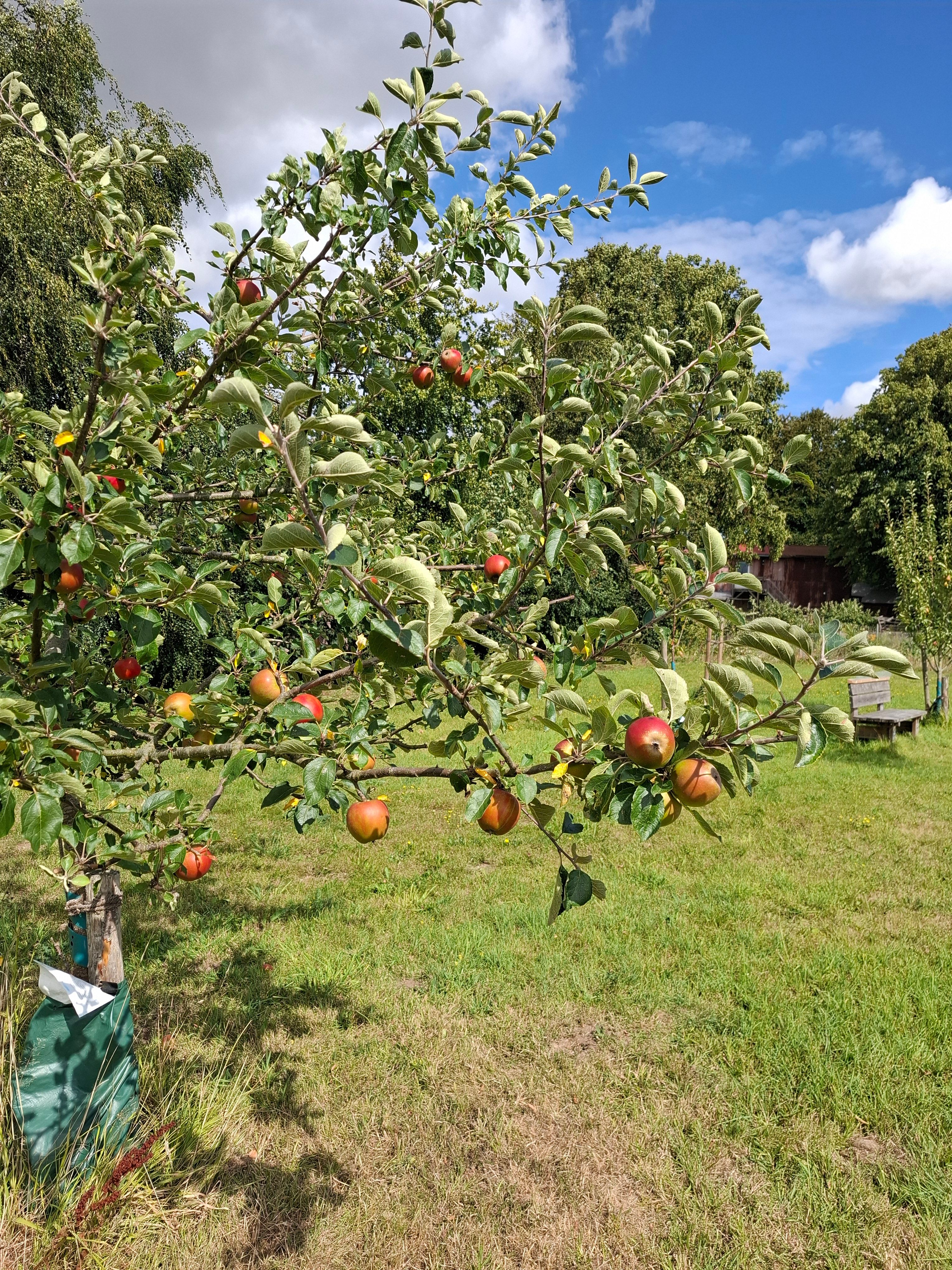 Apfelbaum