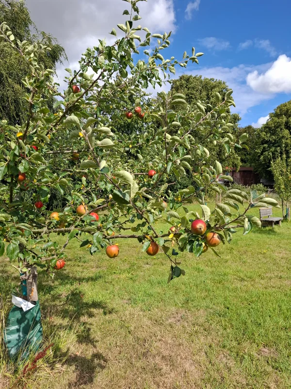 Apfelbaum