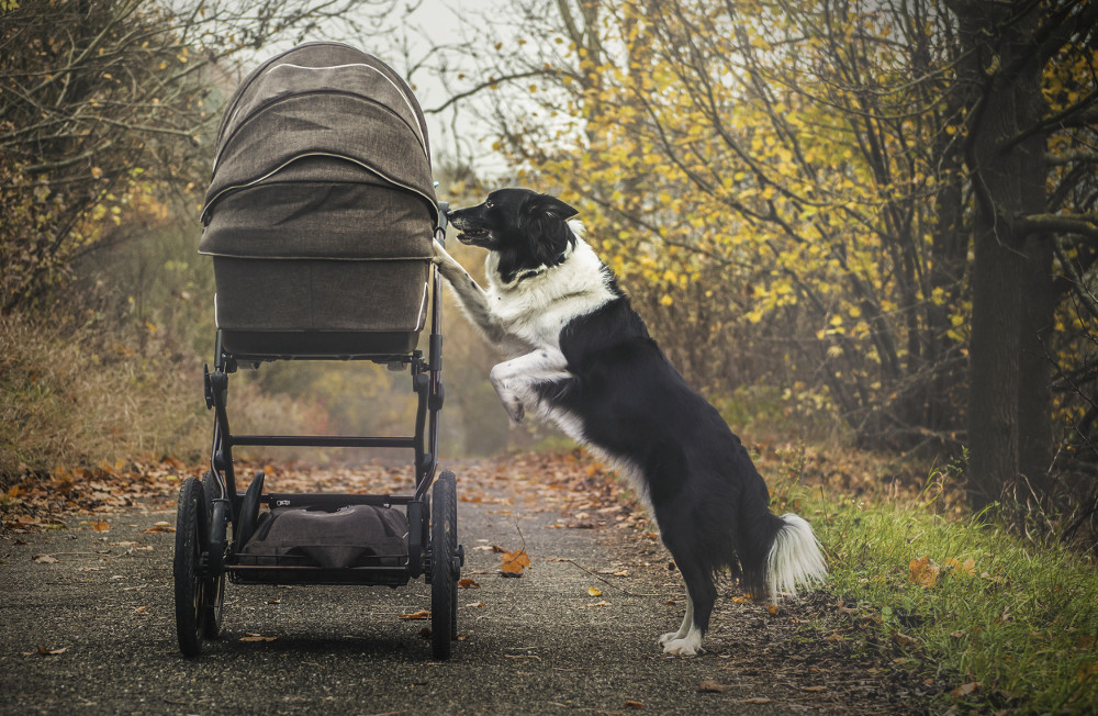 Hund stellt sich am Kinderwagen auf