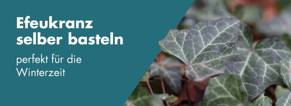 Header Efeukranz
