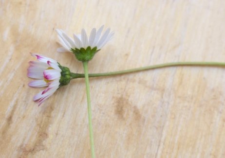 Wie man Blumenkränze flicht - einfach und genial