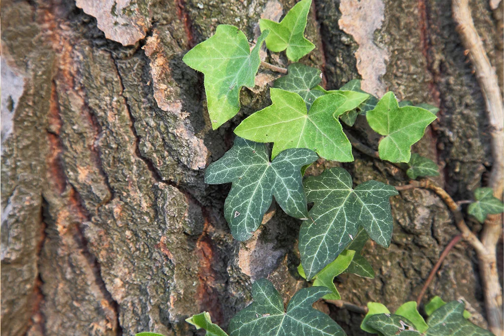 Efeu an einem Baum
