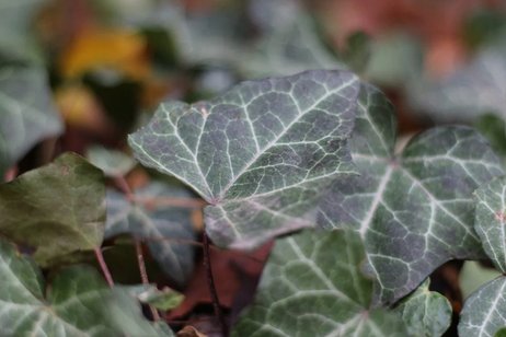 Winter-Deko mit Efeu