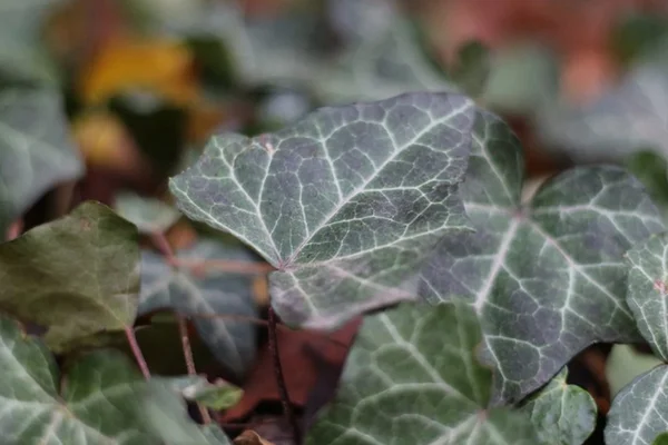 Winter-Deko mit Efeu