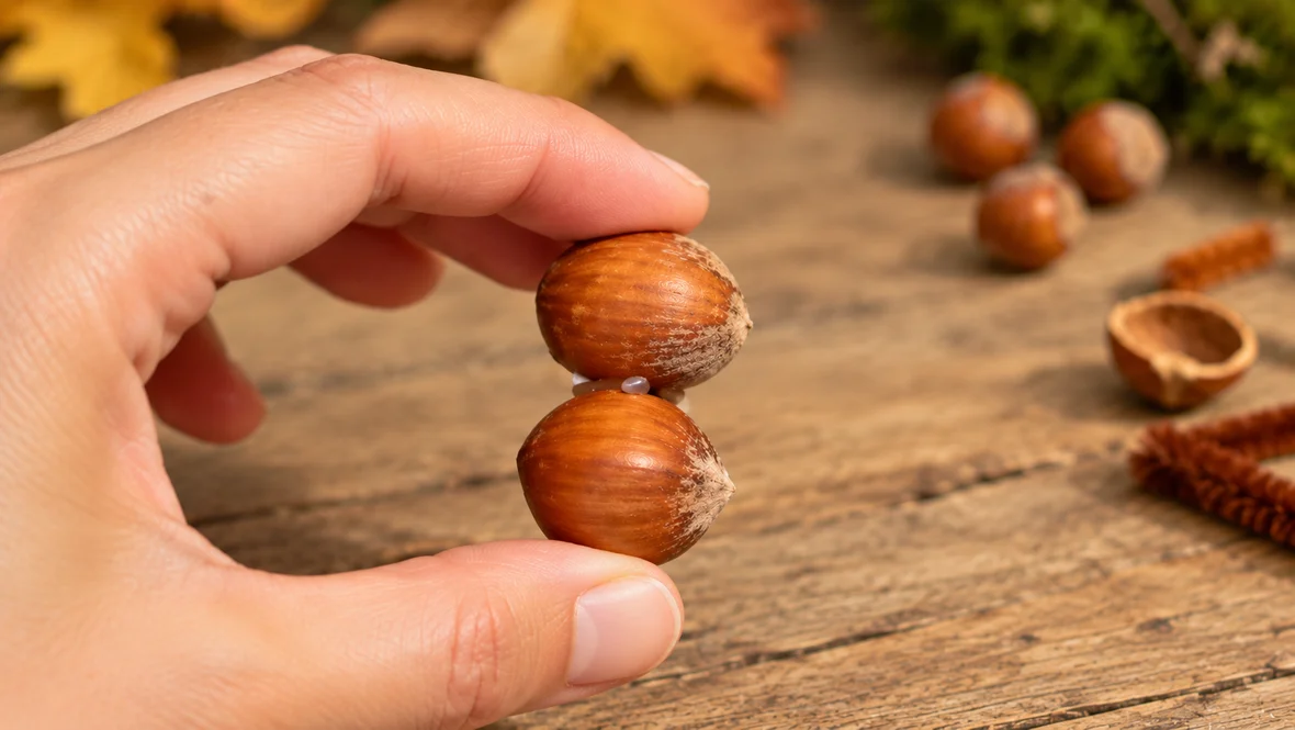 Zwei geklebte Haselnüsse in der Hand