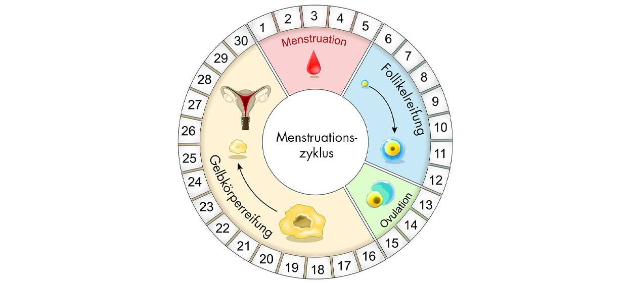 Eine Abbildung eines klassischen Menstruationszyklus.