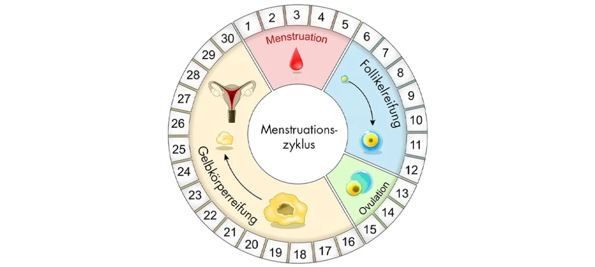 Eine Abbildung eines klassischen Menstruationszyklus.