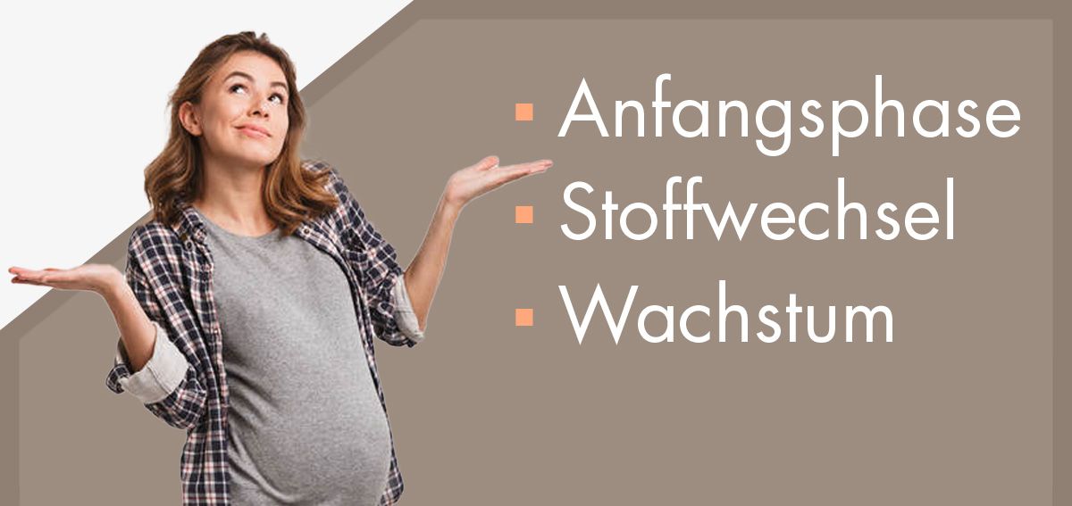 Text Zusammenfassung: Anfangsphase, Stoffwechsel, Wachstum
