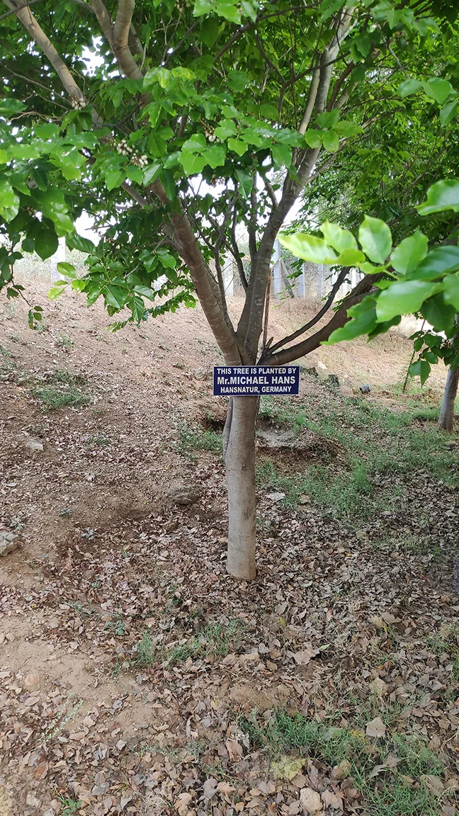 Baum von Herrn Hans