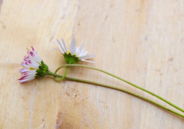 Gänseblümchen flechten
