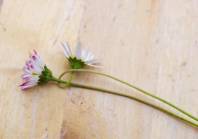 Gänseblümchen flechten