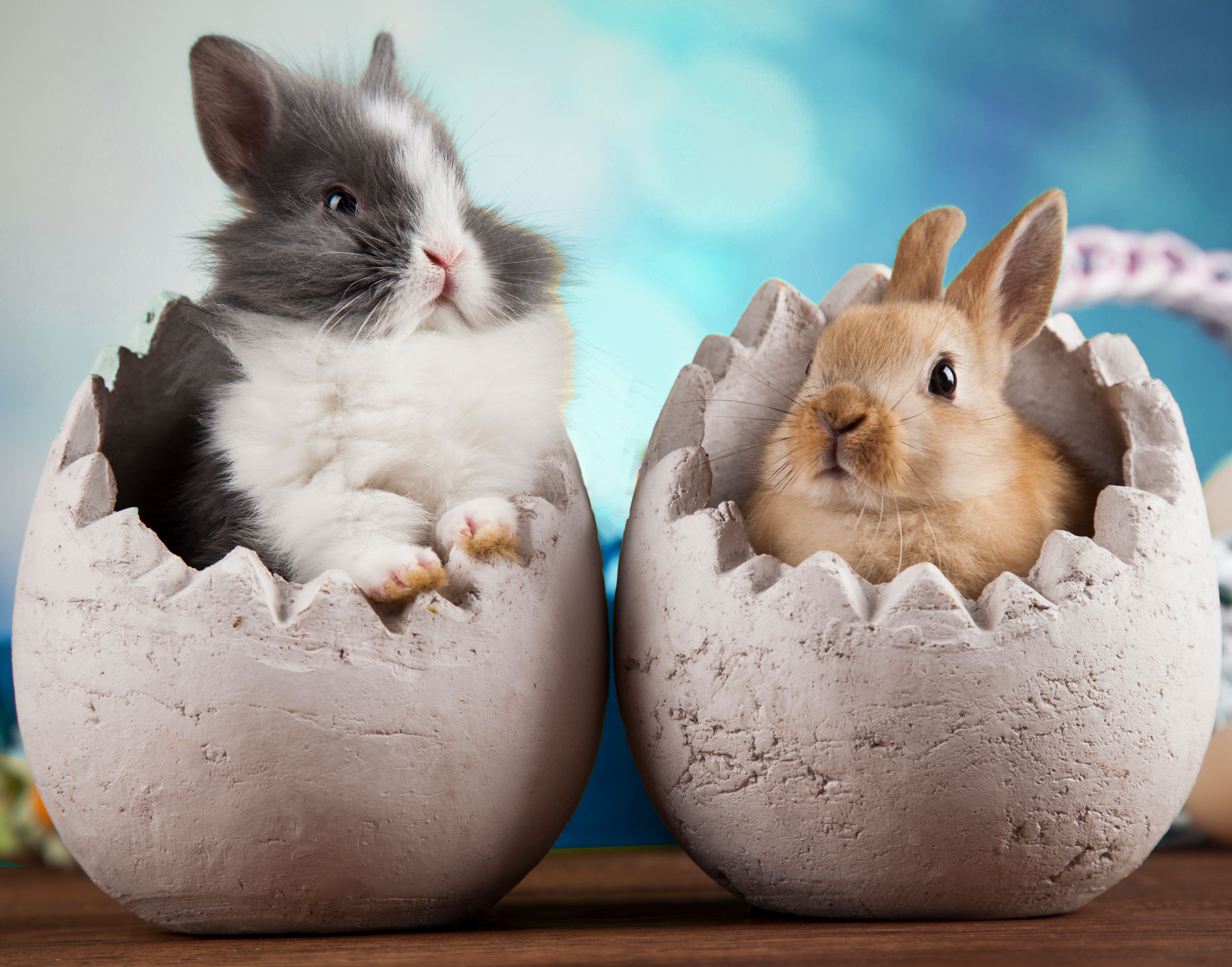 süsse Hasen in Eier Dekoration