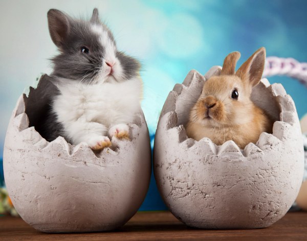 süsse Hasen in Eier Dekoration